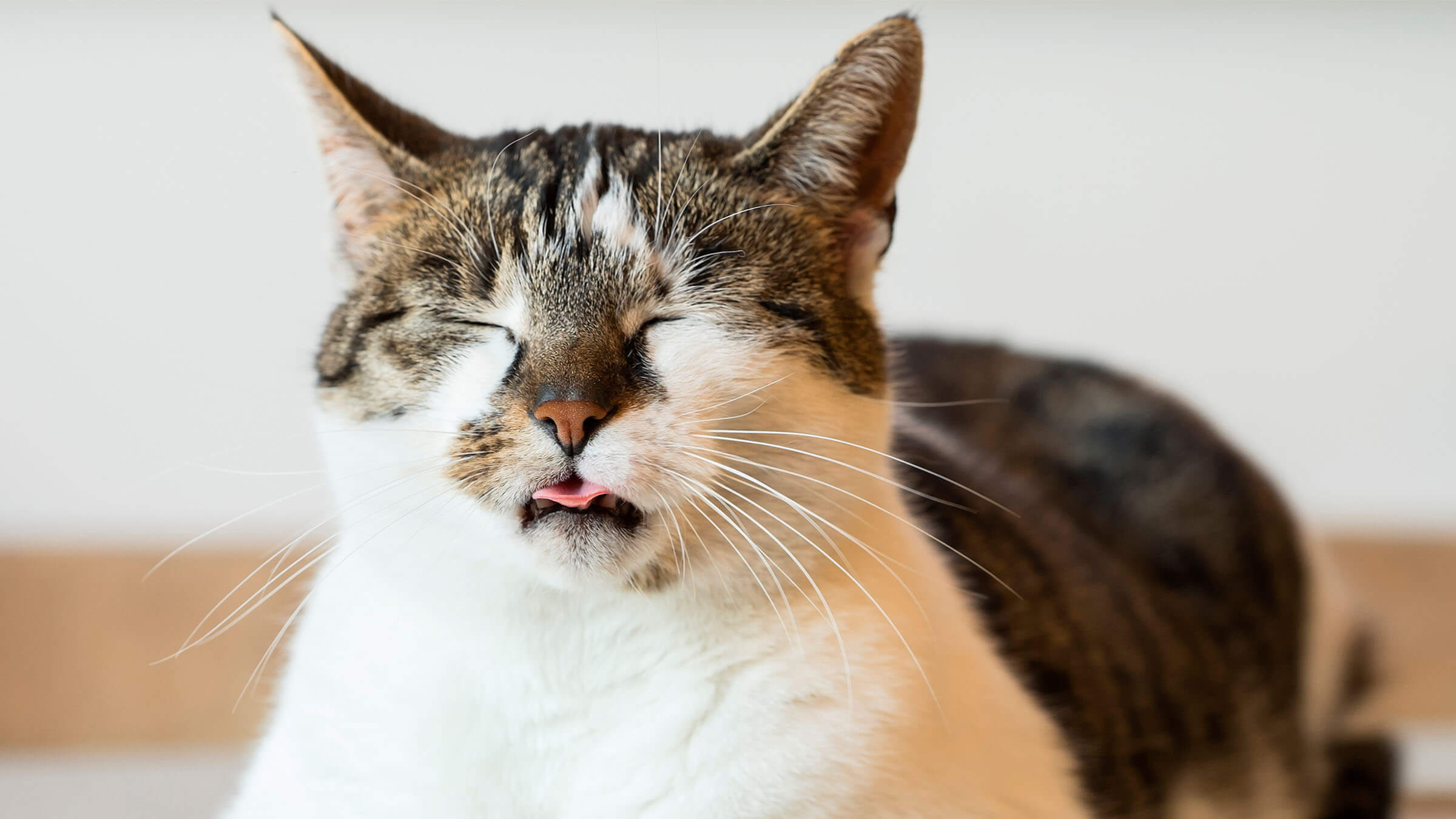 14 síntomas de moquillo en gatos 14 síntomas de moquillo en gatos